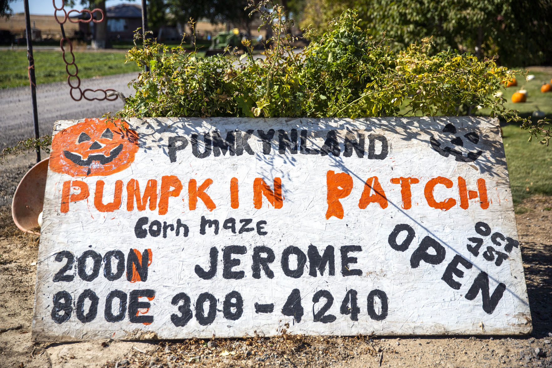 Fun at Punkyland